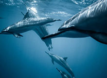 jiuyou游戏中心-贝尼特斯:中国球员踢球不动脑 中英超区别在逼抢